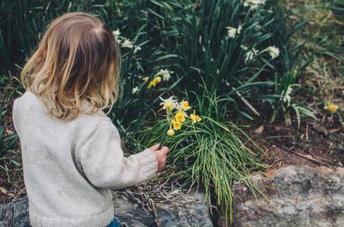 Little girl holding daffodils - Australian Stock Image