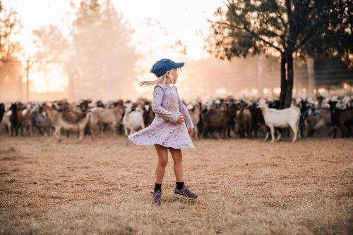 Little girl on farm dancing with the goats - Australian Stock Image