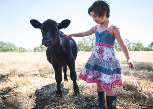 Little girl patting her pet calf
