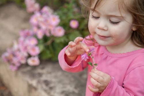 Little girl playing with a chrysanthemum flower - Australian Stock Image