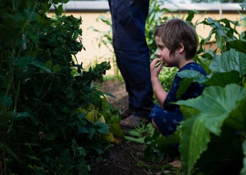 Little girl sitting in a veggie patch eating beans - Australian Stock Image