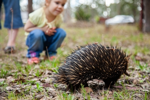 Little girl watching an echidna in the backyard