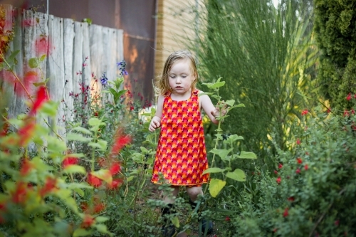 Little girl wearing red dress exploring lush green garden - Australian Stock Image
