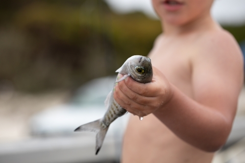 little kid holding a small herring he caught - Australian Stock Image