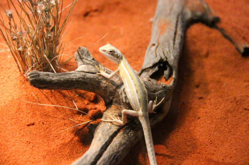 Little lizard perched on log in red dirt - Australian Stock Image