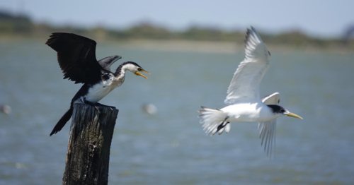 Little Pied Cormorant & Crested Tern - Australian Stock Image