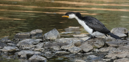 Little Pied Cormorant on rocks by water - Australian Stock Image