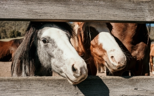 Little ponies looking through fence railing. - Australian Stock Image