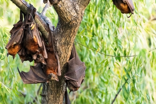 Little Red Flying Foxes or Fruit Bats hang together in trees during the day. - Australian Stock Image