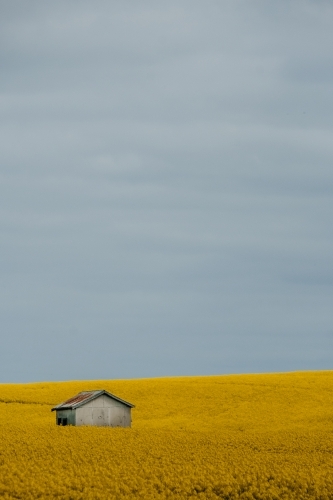 Little shed amongst a canola crop. - Australian Stock Image