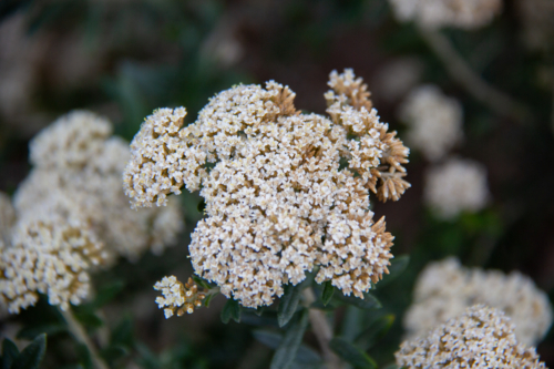 Little white flower bunch in focus - Australian Stock Image