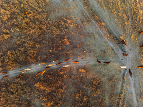 Livestock following a path looking from above down to the ground - Australian Stock Image