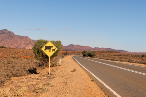 Livestock warning road sign on side of road, Flinders Ranges, South Australia - Australian Stock Image