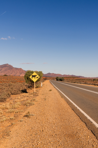 Livestock warning road sign on side of road, Flinders Ranges, South Australia - Australian Stock Image