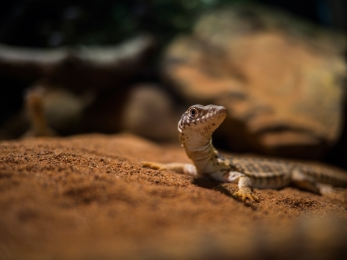 Lizard on brown rock close up