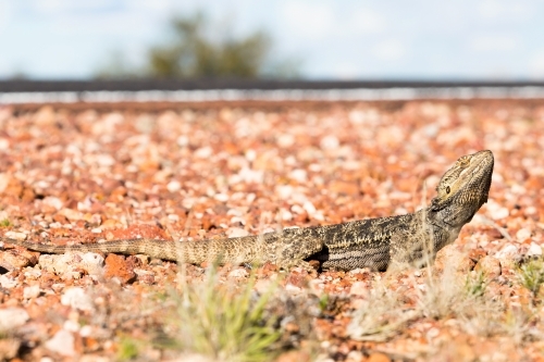 Lizard beside the side of a highway - Australian Stock Image