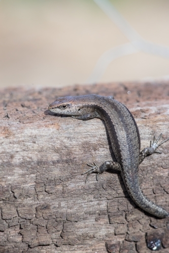 Lizard on a redgum sleeper - Australian Stock Image