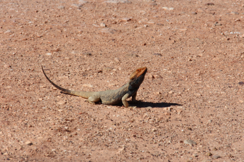 Lizard standing on dry outback dirt - Australian Stock Image