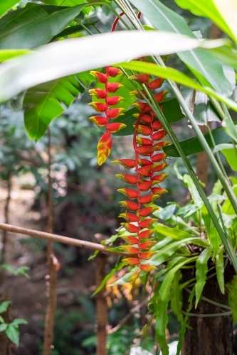 Lobster claw bloom - Australian Stock Image
