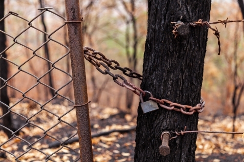 Lock and chain on gate next to tree burnt by bushfire - Australian Stock Image