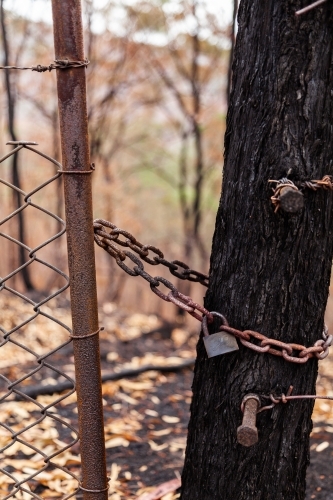 Lock and chain on gate next to tree burnt by bushfire