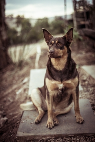 Lone Australian kelpie sitting down outside - Australian Stock Image