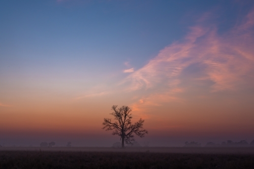 Lone bare tree silhouette on a clear foggy morning at dawn - Australian Stock Image