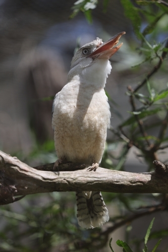Lone blue winged kookaburra perched on branch laughing - Australian Stock Image