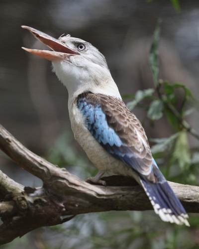 Lone blue winged kookaburra perched on branch laughing - Australian Stock Image