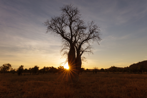 Lone Boab tree with the sun setting - Australian Stock Image