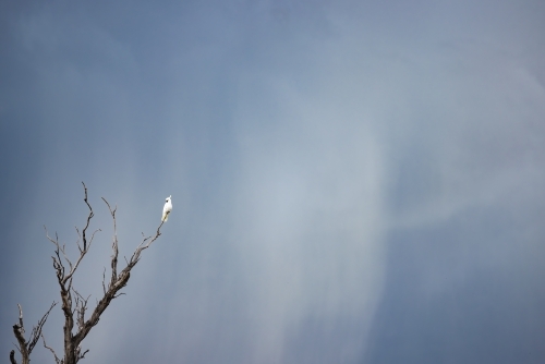 Lone cockatoo sitting on bare branch with dark stormy sky in background - Australian Stock Image