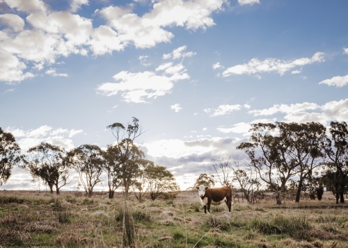 Lone cow in rural landscape