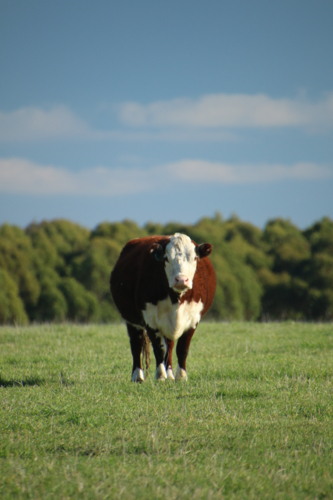 Lone cow with white and brown fur standing on a grass field - Australian Stock Image