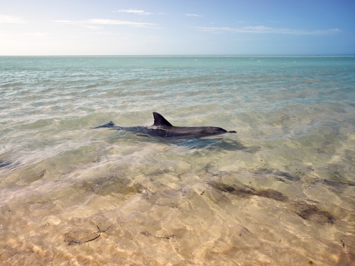 Lone dolphin swimming in remote bay - Australian Stock Image