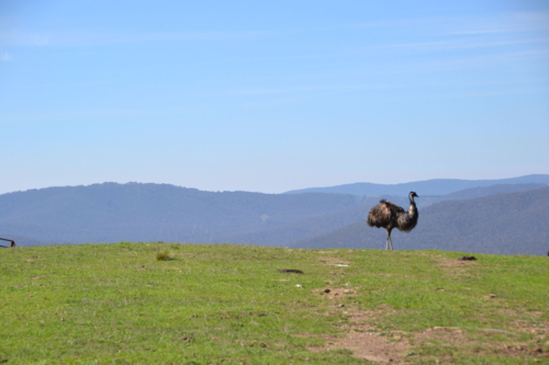 Lone Emu on ridgeline in paddock with hill backdrop - Australian Stock Image