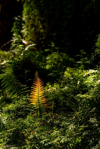 Lone fern frond in the rainforest - Australian Stock Image