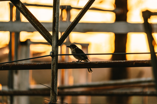 Lone Grey Butcherbird bird perched on a metal framework - Australian Stock Image