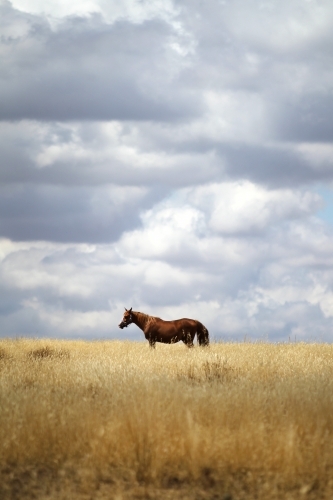 Lone horse in paddock under summer storm clouds
