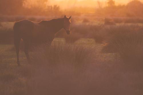 Lone horse in paddock with long grass in golden afternoon light