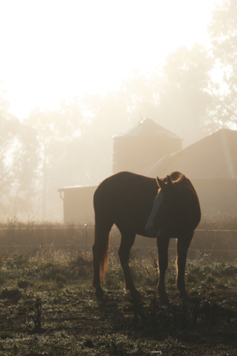 Lone horse standing in a misty open field near shed - Australian Stock Image