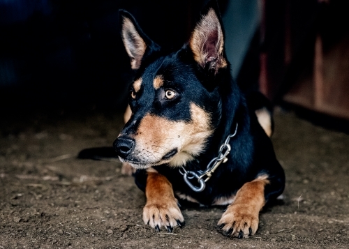 Lone kelpie with chain collar lying on dirt floor - Australian Stock Image