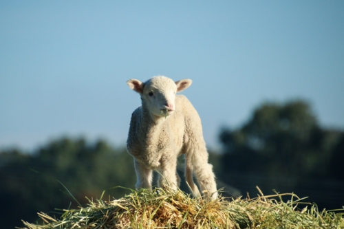 Lone lamb standing atop a mound of hay - Australian Stock Image