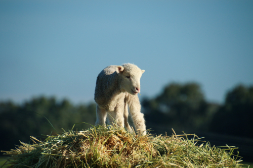 Lone lamb standing atop a mound of hay - Australian Stock Image