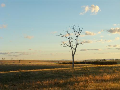 Lone leafless tree in a paddock - Australian Stock Image