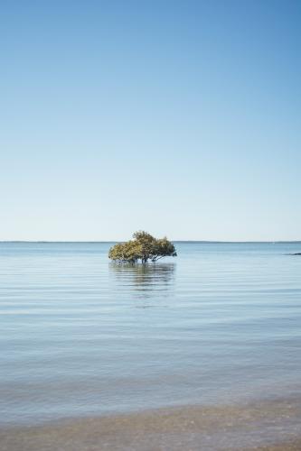 Lone mangrove tree in high tide