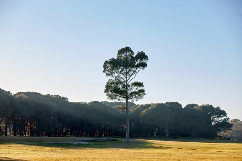 Lone pine tree at the edge of a forest - Australian Stock Image