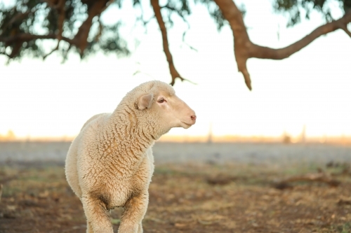 Lone sheep standing under tree in dry bush setting - Australian Stock Image