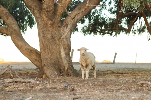 Lone sheep standing under tree in dry bush setting - Australian Stock Image