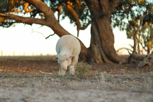 Lone sheep walking in dry bush setting - Australian Stock Image