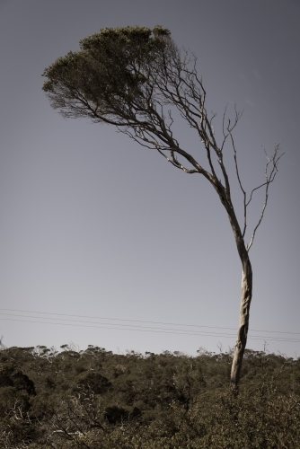 Lone tea tree shaped by the wind